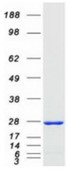 SDS-PAGE (RAB13-2038HFL).jpg